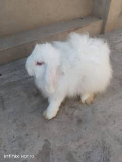 Loop rabbit breeder male