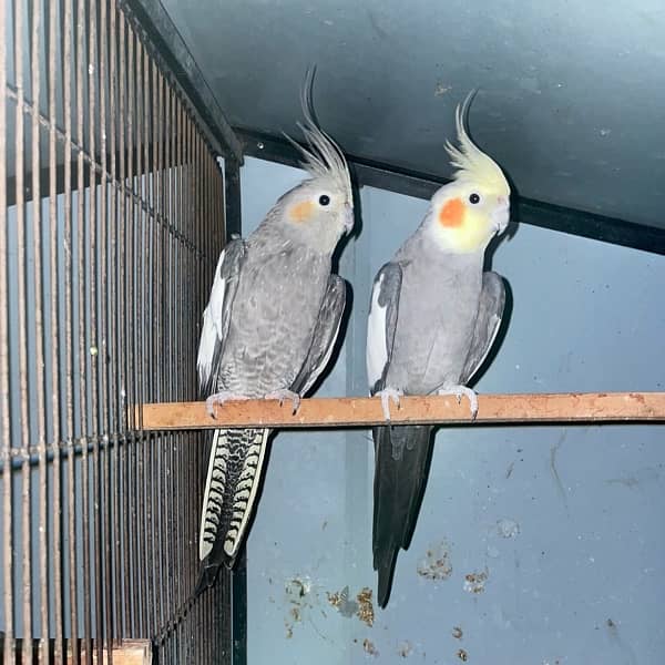 Cocktail Parrots Breeder Pair 1