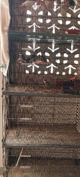 home birds setup for sale 0