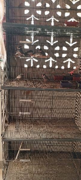 home birds setup for sale 1