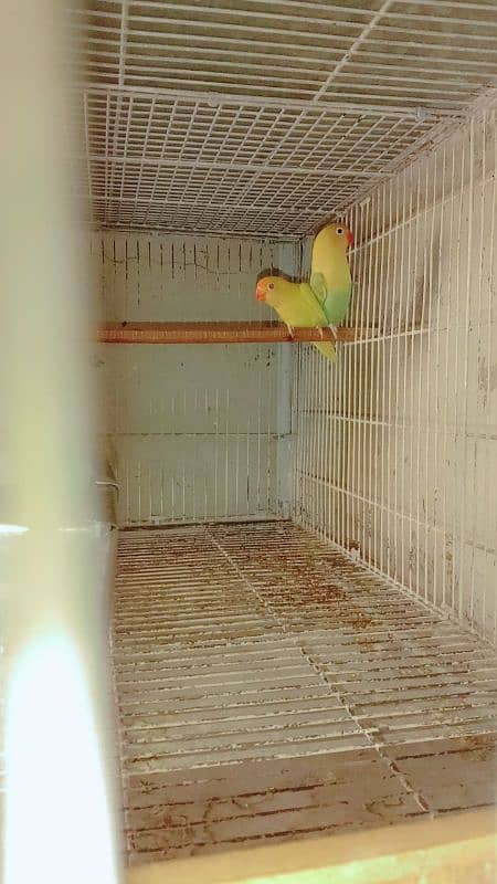 Love birds breeder pair hai. 0