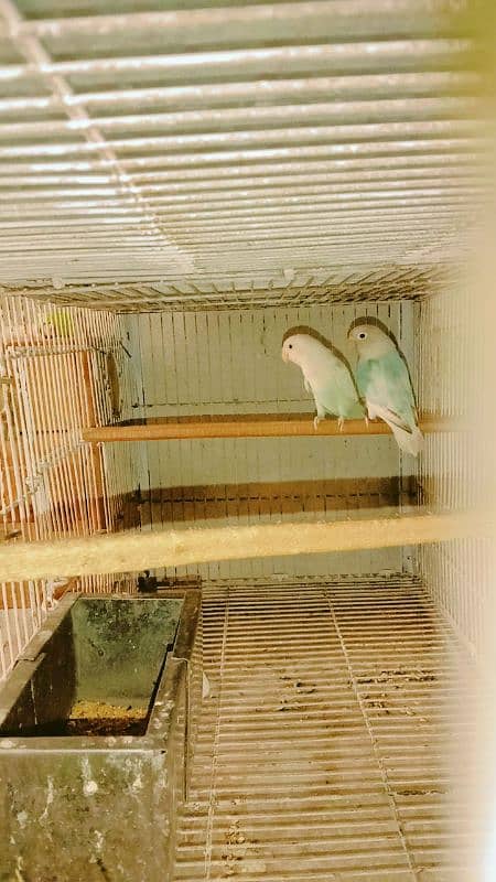 Love birds breeder pair hai. 3