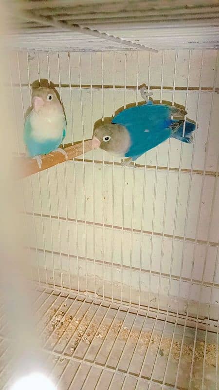 Love birds breeder pair hai. 4