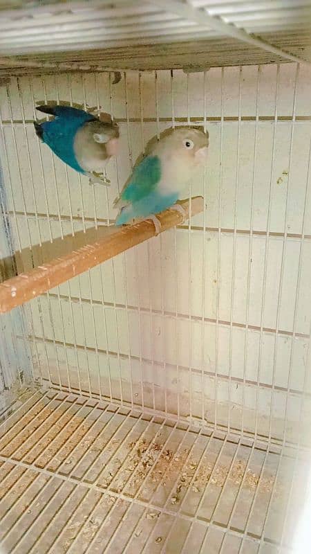 Love birds breeder pair hai. 5