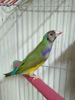 Golden male/Finch male /Australion breeder pair