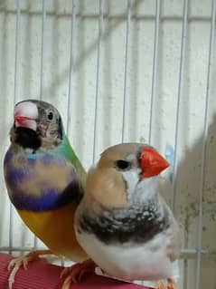 Finch male /Australion breeder pair