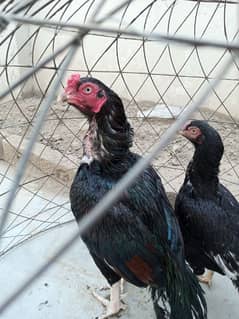 Mianwali breed young pair