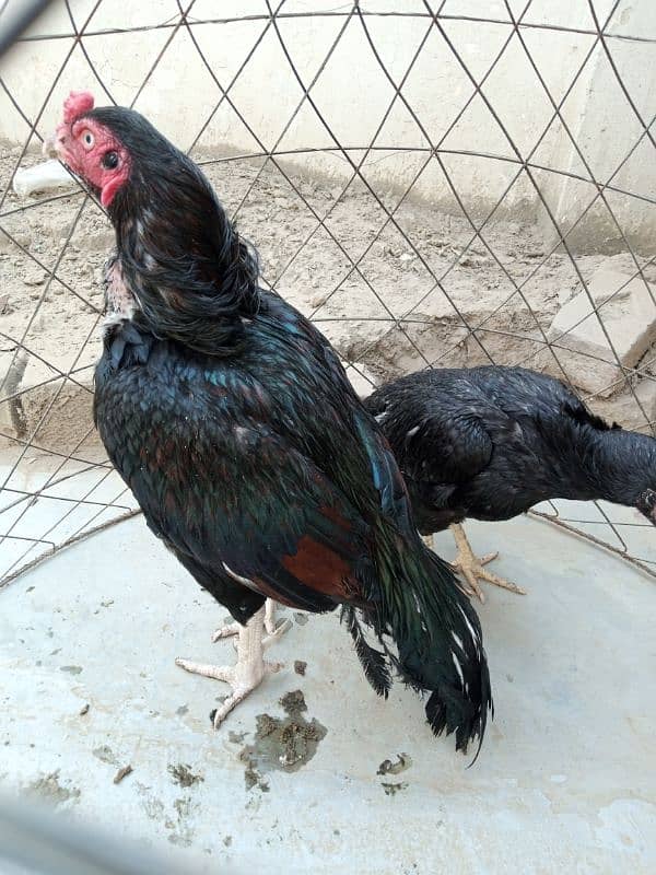 Mianwali breed young pair 2