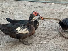 muscovy