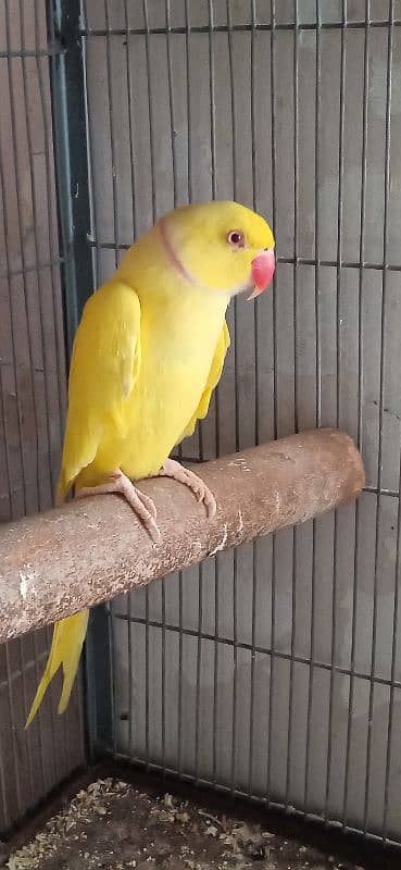 Ringneck Adult Male 0