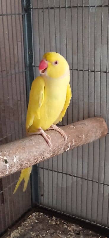 Ringneck Adult Male 1