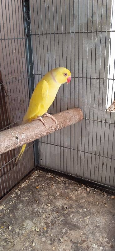 Ringneck Adult Male 2