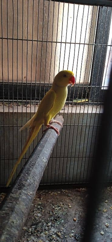 Ringneck Adult Male 3