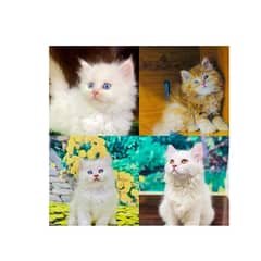 Persian Punch face triple coat cat Kitten