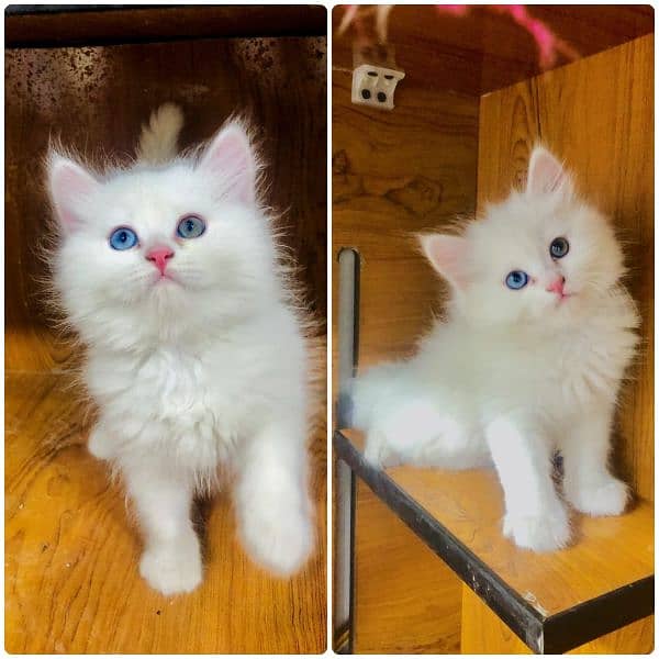 Persian Punch face triple coat cat Kitten 5