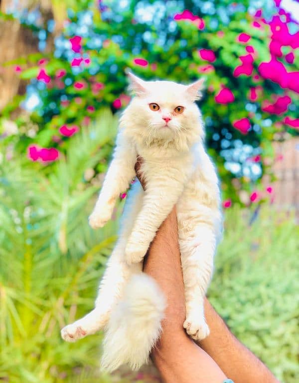 Persian Punch face triple coat cat Kitten 14