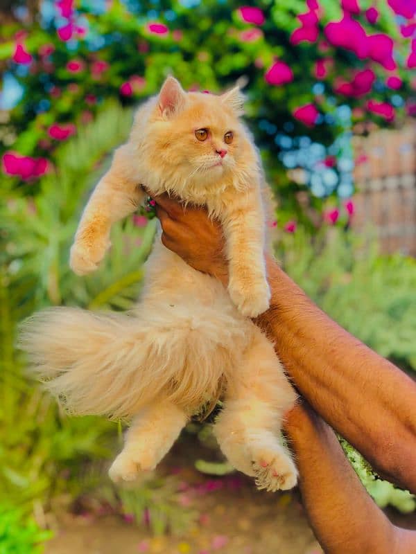 Persian Punch face triple coat cat Kitten 16