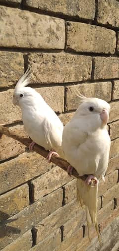 Red eyes Cocktail Parrots