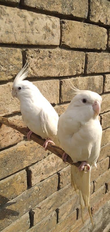 Red eyes Cocktail Parrots 0