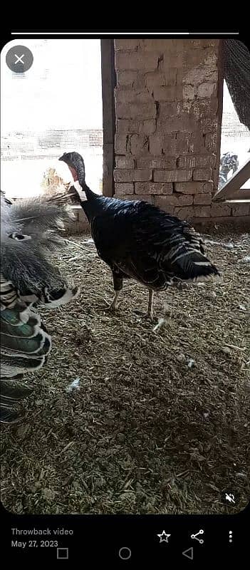 turkey breeder female for sale 0