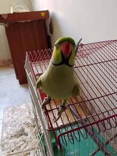 green Ringneck male 03173800073