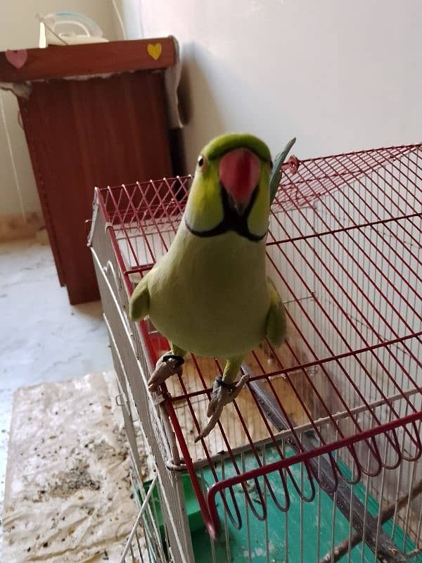 green Ringneck male 03173800073 0