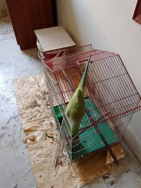 green Ringneck male 03173800073 1