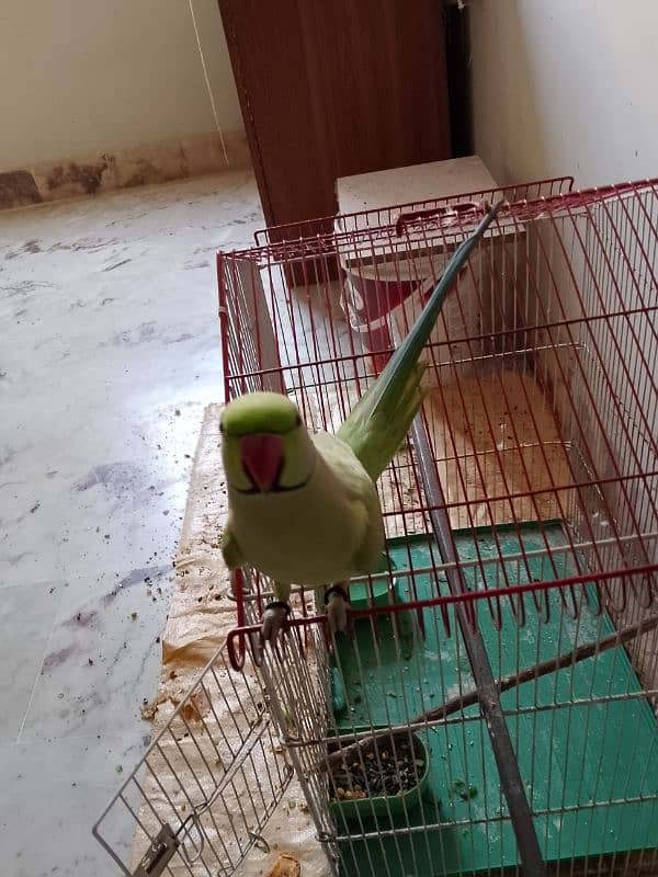 green Ringneck male 03173800073 2