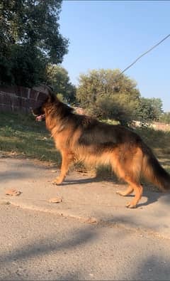 german shepherd breeder long coat female for sale