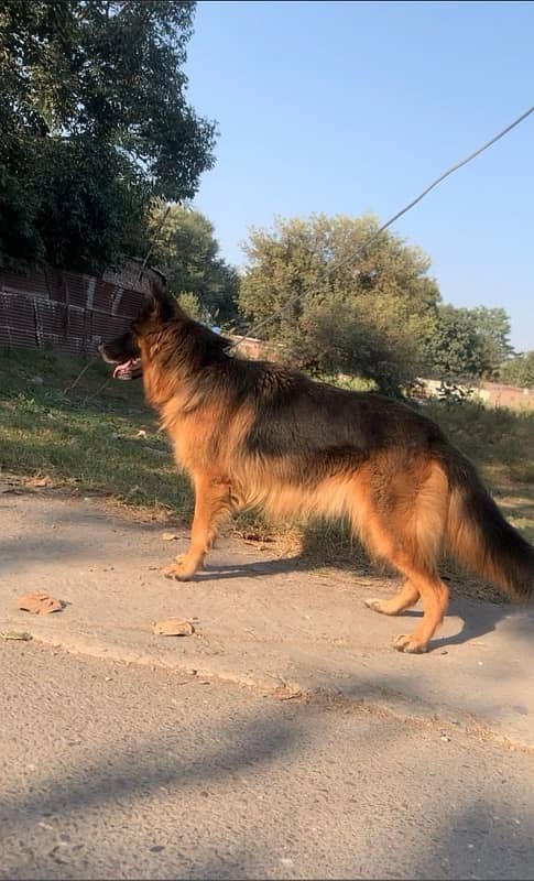 german shepherd breeder long coat female for sale 0