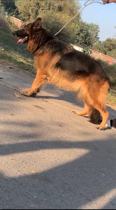 german shepherd breeder long coat female for sale 2