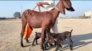 3 bacchon wale Bakri for sale call me 03433066498