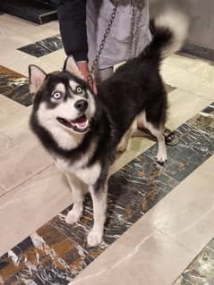 Husky Male