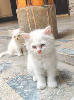 Persian cats