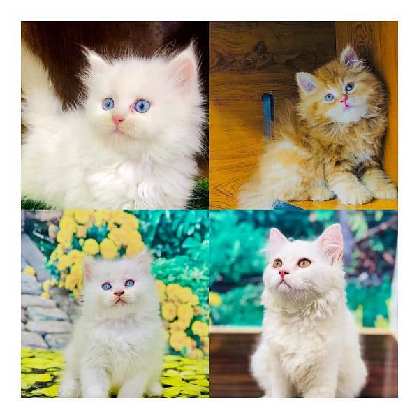 Persian Punch face triple coat cat Kitten 0