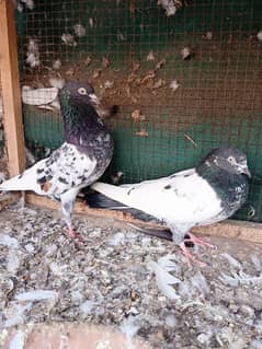 Pair of Teddy Pigeon