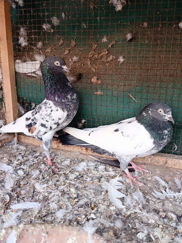 Pair of Teddy Pigeon 0