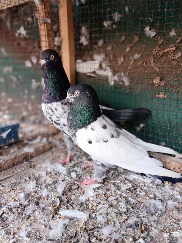 Pair of Teddy Pigeon 1