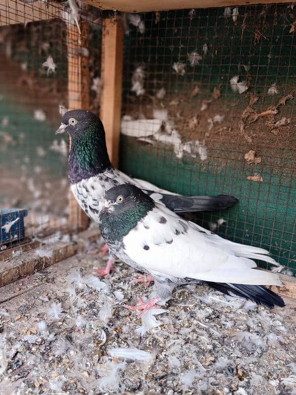 Pair of Teddy Pigeon 2