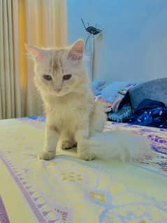 Male and female Persian Cat very playful