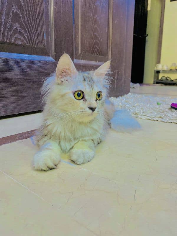 Male and female Persian Cat very playful 8