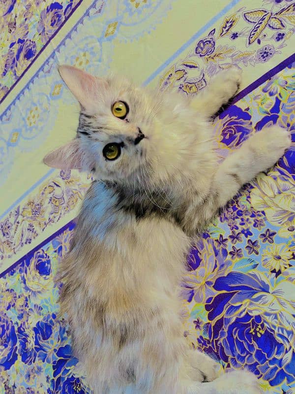 Male and female Persian Cat very playful 9