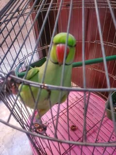 Greenringneck