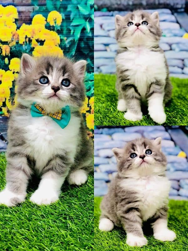 Persian Punch face triple coat cat Kitten 7