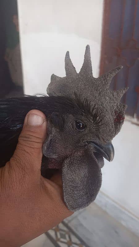 pewar ayam cemai 0