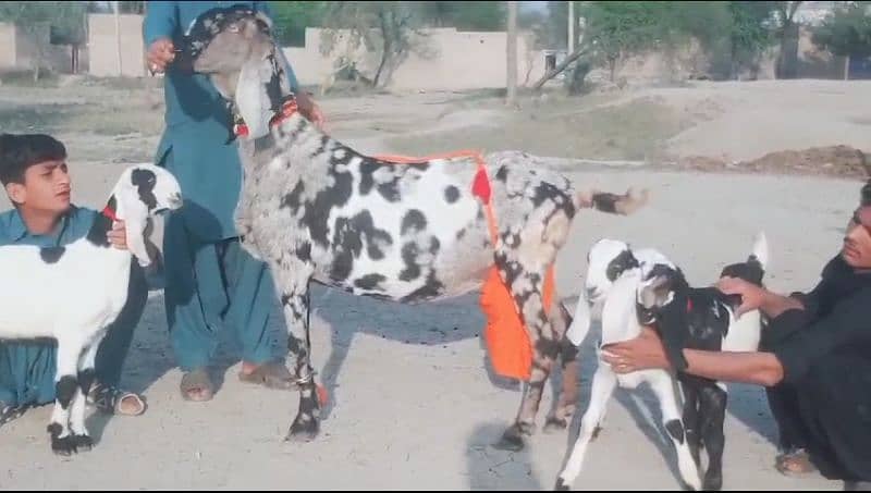 3 Kid's 1 Goat Sheraprint Sale Call Now 03460421993 0