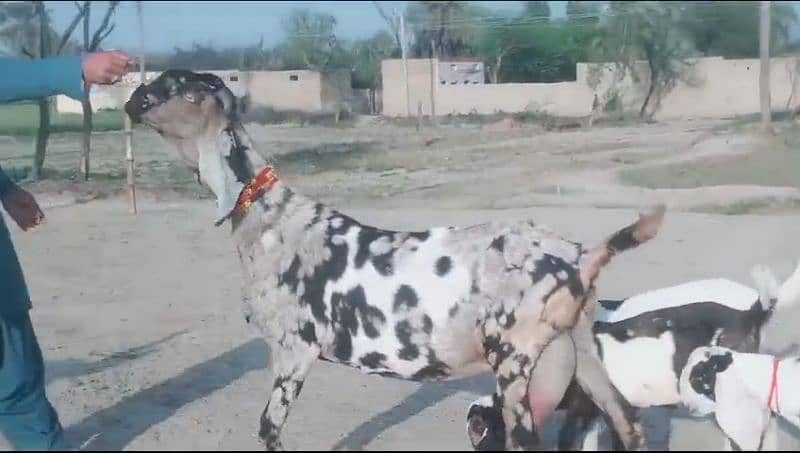 3 Kid's 1 Goat Sheraprint Sale Call Now 03460421993 1