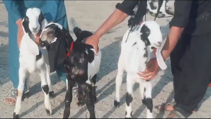 3 Kid's 1 Goat Sheraprint Sale Call Now 03460421993 4