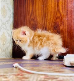 high quality kitten|Punch face Kittens|persian cat|cute|tripple|fluffy