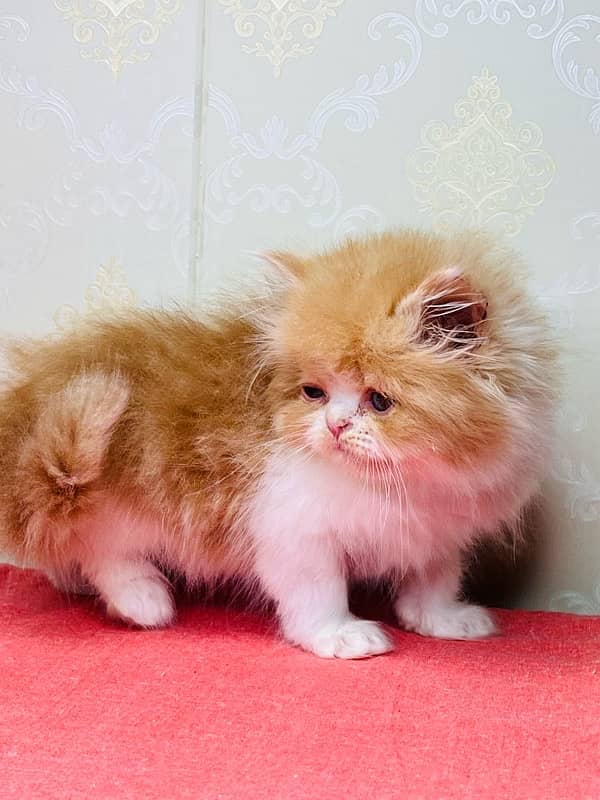 high quality kitten|Punch face Kittens|persian cat|cute|tripple|fluffy 7